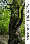 close-up of a pine trunk.
forest in spring