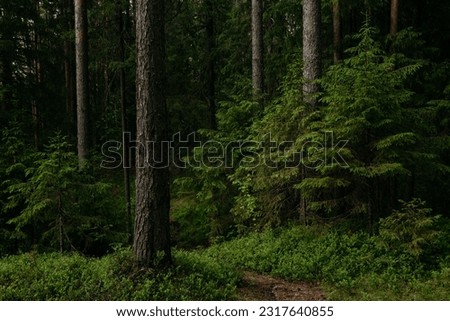 Close-up of pine trunks in the forest in summer, surrounded by green fir trees.