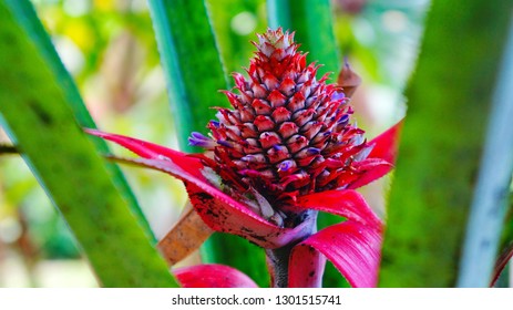 Closeup Of Pineapple Bud, Grenada, Caribbean Island