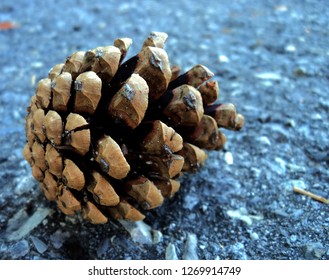   A closeup of a pinecone                            