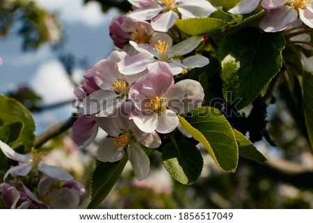 Close-up of pink apple blossoms on a branch in front of blue sky