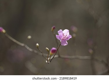 Close-up Of A Pink Azalea Flower On The Branch In The Forest In Spring Near Paju-si, South Korea 
