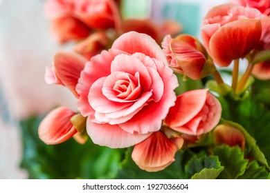 Close-up of pink begonia flowers showing their textures, patterns and details in a flower pot photographed with natural light.