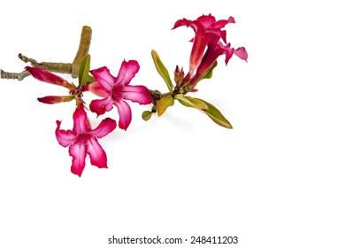 Closeup Of Pink Bigononia Or Desert Rose (tropical Flower) On White Background