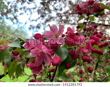 Close-up of pink blossom of apple tree or malus profusion in spring time.