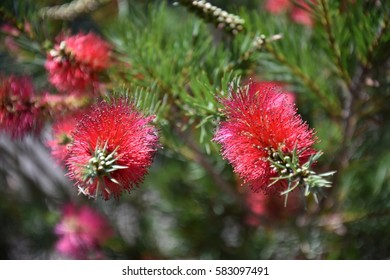 94 Banksia ericifolia Images, Stock Photos & Vectors | Shutterstock