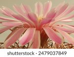 Closeup of a Pink Cactus flower, Coryphantha Elephantidens Cactus Flower.