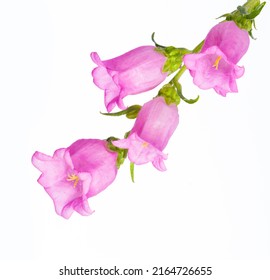 Closeup Pink Campanula Medium Canterbury Bells Stock Photo 2164726655 ...