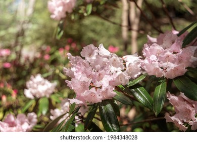 Close-up Of Pink Catawba Rhododendron Flowers