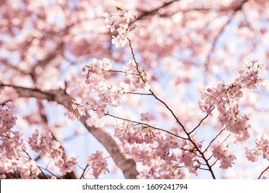 Closeup Of Pink Cherry Blossom Tree Branches With Flower Petals In Spring In Washington DC And Blue Sky