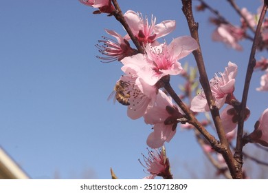 Close-up of pink cherry blossoms in full bloom against a clear blue sky. A honeybee is visible on one of the flowers, highlighting the pollination process. The image captures the essence of spring and - Powered by Shutterstock