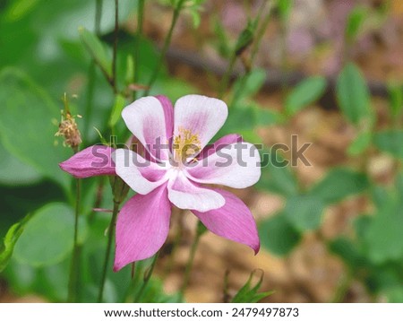 Foto Bild Rosafarbene Akeleienblüte mit Staubgefäßen vor unscharfem, weichgezeichnenten Hintergund