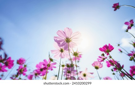 Closeup of pink Cosmos flower with blue sky under sunlight with copy space  background natural green plants landscape, ecology wallpaper cover page concept. - Powered by Shutterstock