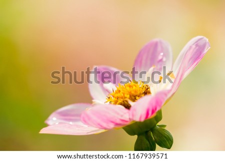Close-up of a Pink Dahlia Dahlia Pooh (Collarette Dahlias) Flower in the Morning Light.