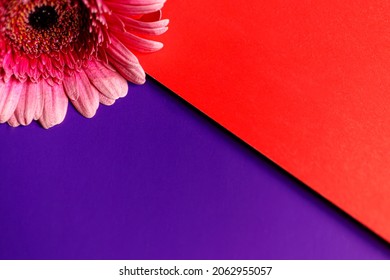 紫色と緋色の背景にピンクのデイジーの接写の写真素材