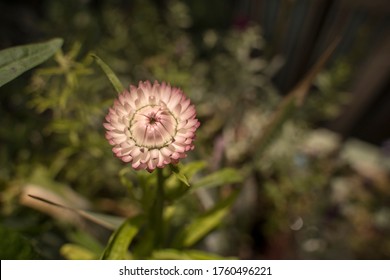 close-up of pink evergreen flower in the garden, helichrysum bracteatum, Strawflowers - Powered by Shutterstock