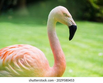 A Closeup Of A Pink Flamingo On The Light Green Lawn With A Blurred Background