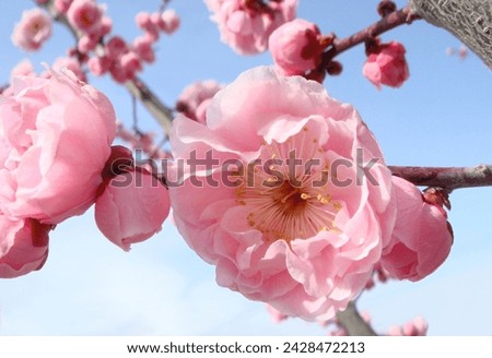 close-up of pink 'flower peach' blossom blooming, blue sky background.