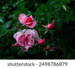 Closeup of the pink flower of the repeat flowering David Austin English shrub rose rosa hyde hall.