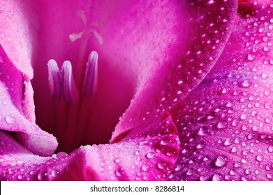 Closeup of pink flower with water drops - Powered by Shutterstock