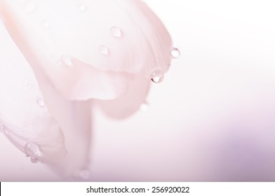 closeup pink flower with waterdrops, natural spring background - Powered by Shutterstock