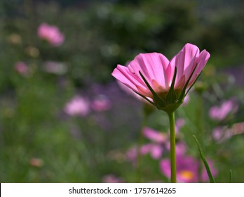 Closeup pink flowers Garden cosmos bipinnatus Mexican aster  sunshine with soft selective focus for pretty background ,macro image ,delicate beauty of nature ,free copy space for letter ,summer flower - Shutterstock ID 1757614265