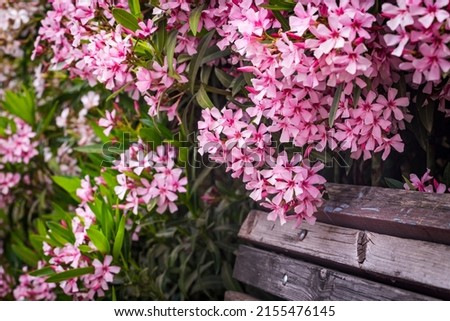 Closeup of Pink flowers of Oleander Nerium in Israel in the spring. Poisonous flowering bush Oleander, a beautiful tropical ornamental plant in the botanical garden.