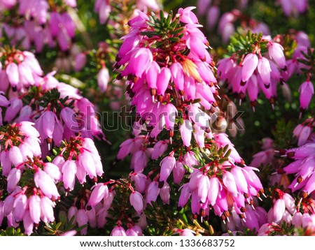 Closeup of pink flowers on a heather plant, Erica carnea, variety December Red
