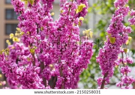 A close-up of pink flowers on Judas tree. Cercis siliquastrum, commonly known as the Judas tree. The deep pink flowers are produced on year-old or older growth, including the trunk, in spring. 