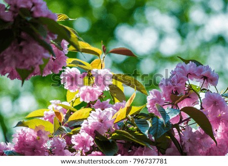 Similar – Image, Stock Photo solitary flower Garden