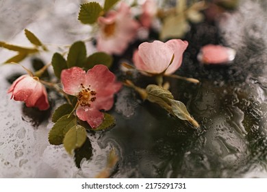 Close-up pink flowers of wild rose against a background with water drops