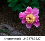 Closeup of the pink flowers with yellow stamen of the herbaceous perennial garden peony  paeonia lactiflora Doreen.