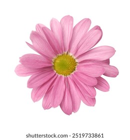 close-up of pink gerbera daisy isolated white background, single vibrant bloom taken straight from above - Powered by Shutterstock