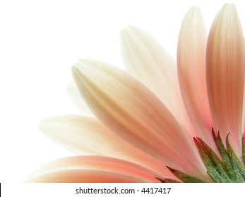 花びら 透過 の写真素材 画像 写真 Shutterstock