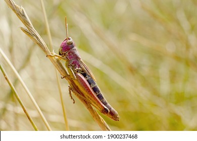Close-up Of A Pink Grasshopper