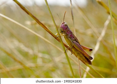 Close-up Of A Pink Grasshopper