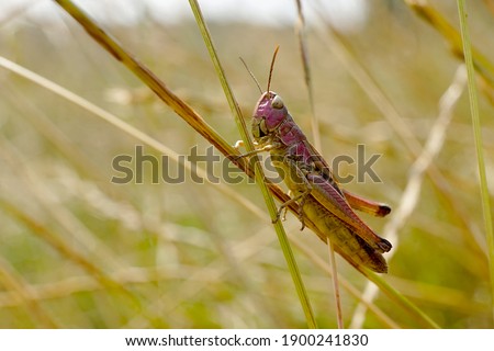 Close-up of a pink grasshopper