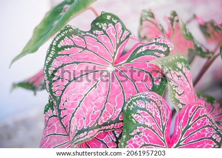 Close-up of pink and green caladium plants. Thai Caladium bicolor air purifier plants.