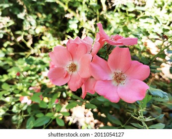 A Closeup Of Pink Groundcover Roses On Background Of Leaves