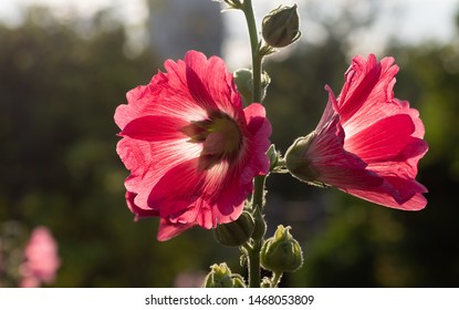 Hollyhock Flower Images, Stock Photos & Vectors | Shutterstock