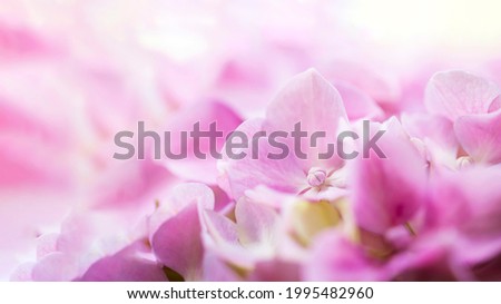 Closeup of pink hydrangea flowers. Abstract floral banner image