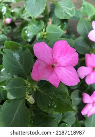 Closeup of pink impatiens flower