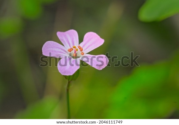 Closeup of a pink little\
robin geranium, selective focus on a green bokeh background -\
Geranium purpureum 