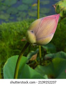Closeup pink lotus flower bud with green leaves background