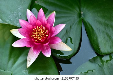 A closeup of a pink lotus flower and lily pads floating on water