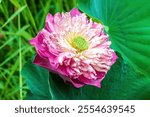 Closeup of pink lotus flower (Nelumbo nucifera) in dowtown Bangkok, Thailand. Lush green plants in the background. 
