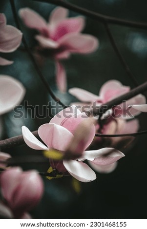 Similar – Magnolienzweige mit Magnolienblüten