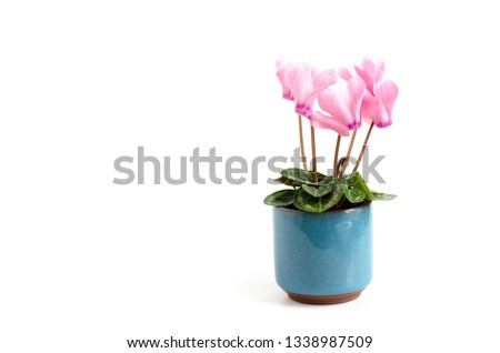 Closeup of pink miniature cyclamen flower potted plant houseplant in blue stoneware pot isolated on white background with space for copy