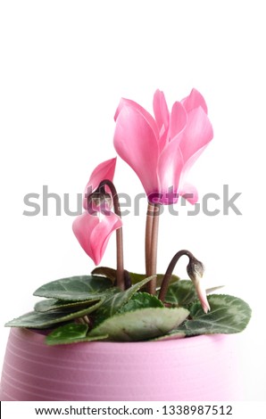 Closeup of pink miniature cyclamen flower potted plant houseplant in pink stoneware pot isolated on white background