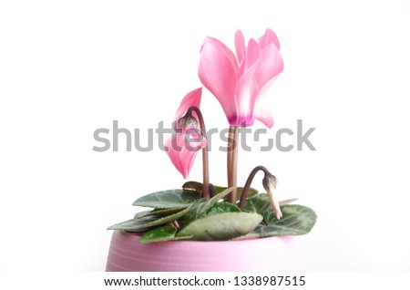 Closeup of pink miniature cyclamen flower potted plant houseplant in pink stoneware pot isolated on white background with space for copy